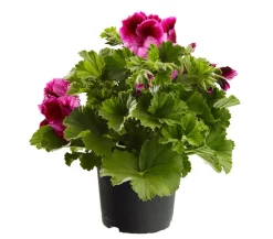 Dehner Edelpelargonie, verschiedene Farben
