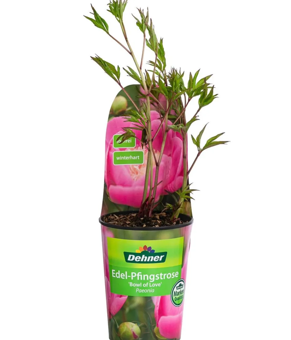Dehner Edel-Pfingstrose, verschiedene Sorten Pink Hot