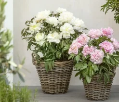 Dehner Sommerstauden - Edel-Pfingstrose, verschiedene Sorten Rosa