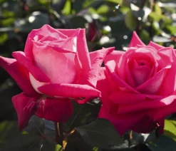 Dehner Edelrose 'Acapella®' Discount