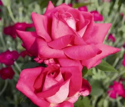 Dehner Edelrose 'Acapella®' Discount
