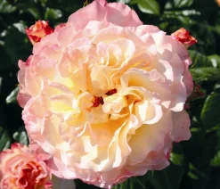 Dehner Rosen - Edelrose 'Aquarell®'