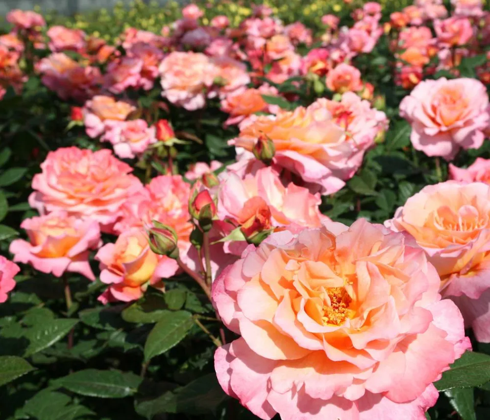 Dehner Rosen > Edelrose 'Augusta Luise®'