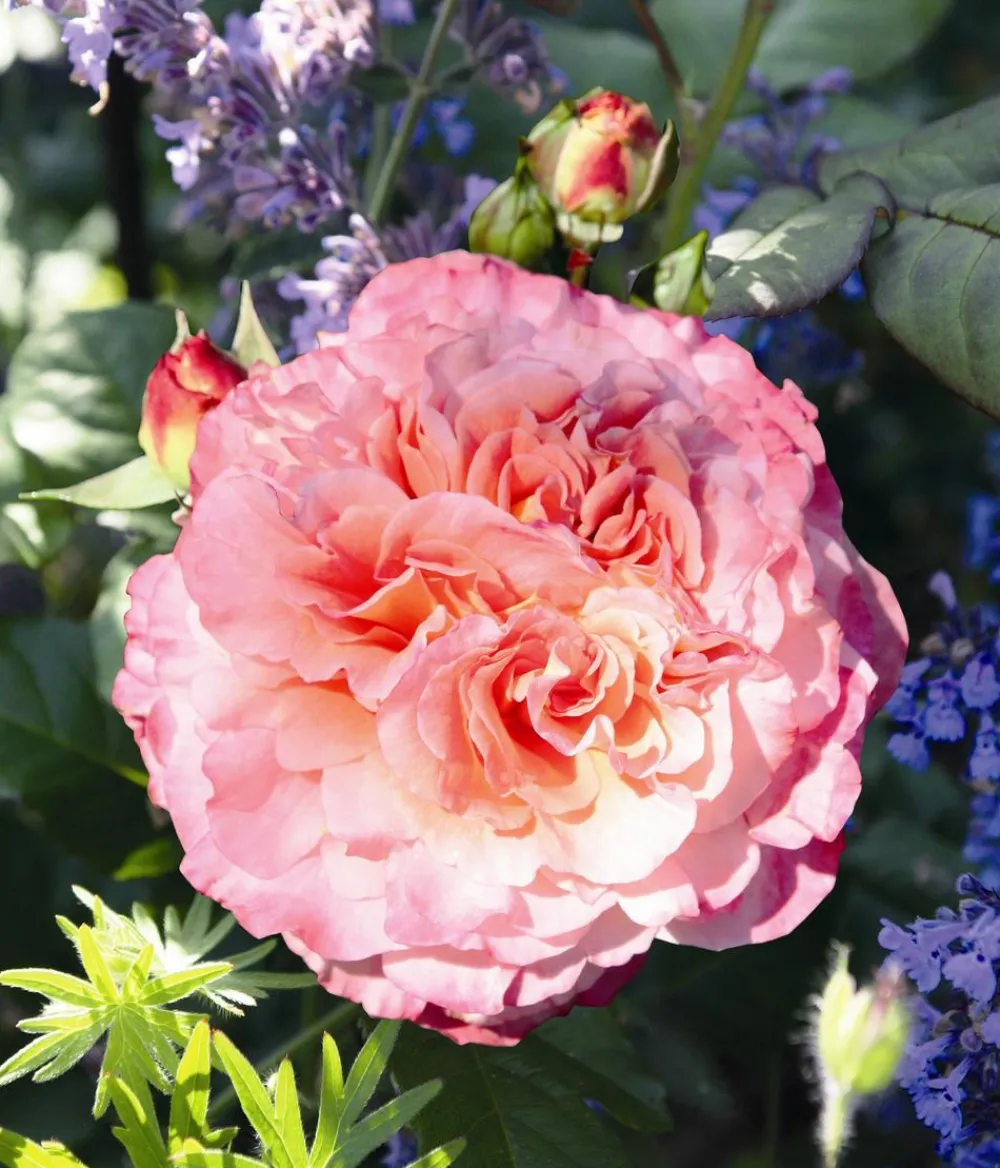 Dehner Rosen > Edelrose 'Augusta Luise®'