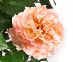 Dehner Rosen > Edelrose 'Augusta Luise®'