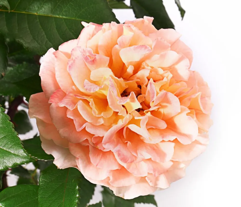 Dehner Rosen > Edelrose 'Augusta Luise®'