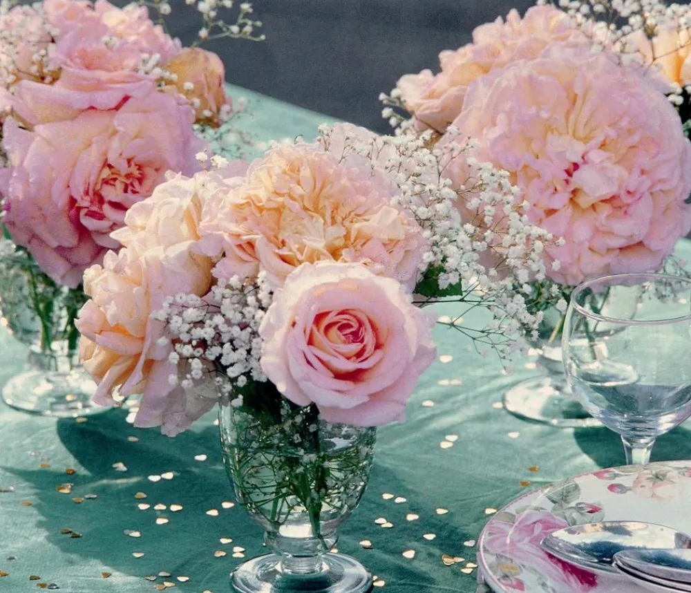 Dehner Rosen > Edelrose 'Augusta Luise®'