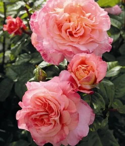 Dehner Rosen > Edelrose 'Augusta Luise®'