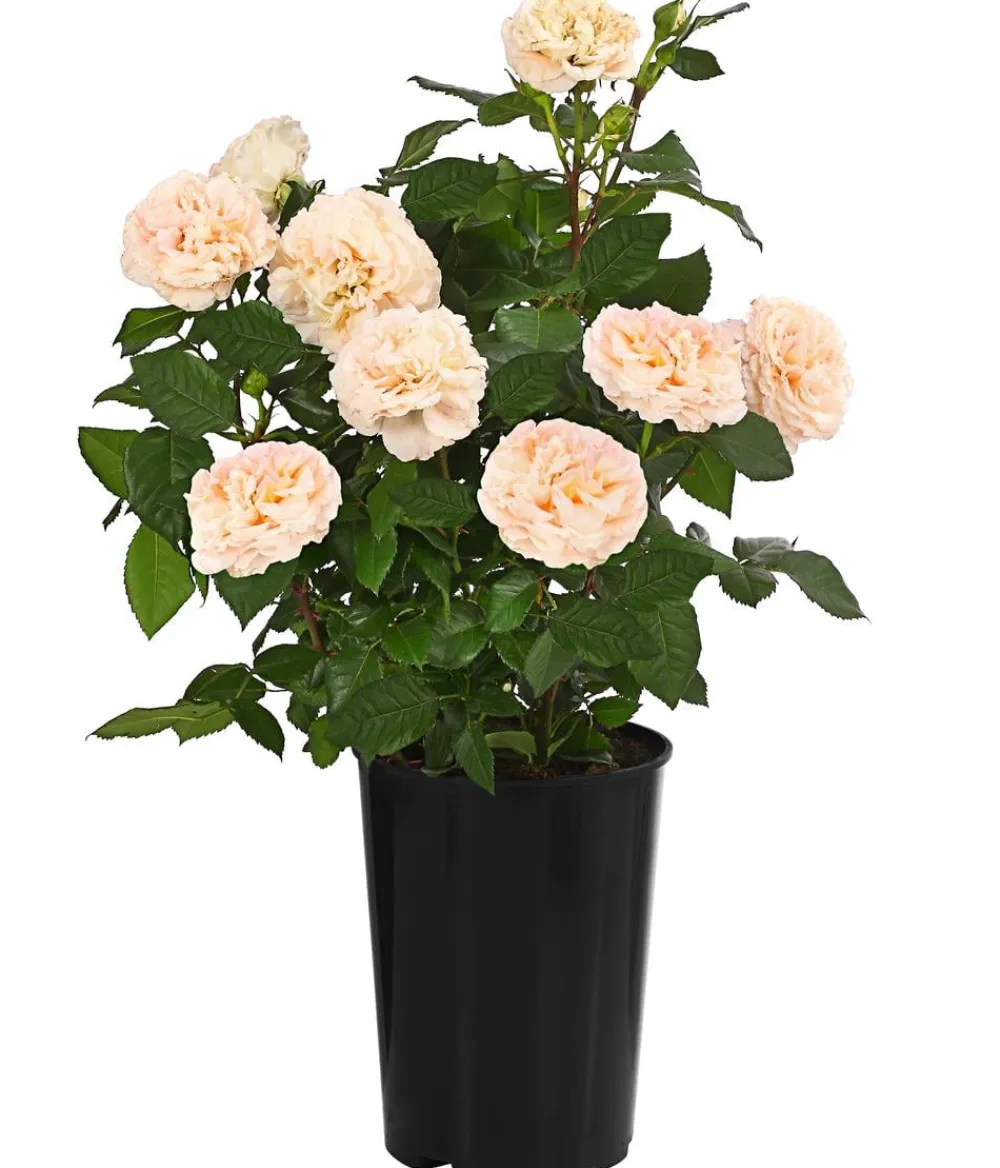Dehner Edelrose 'Augusta Luise®' Apricot Best