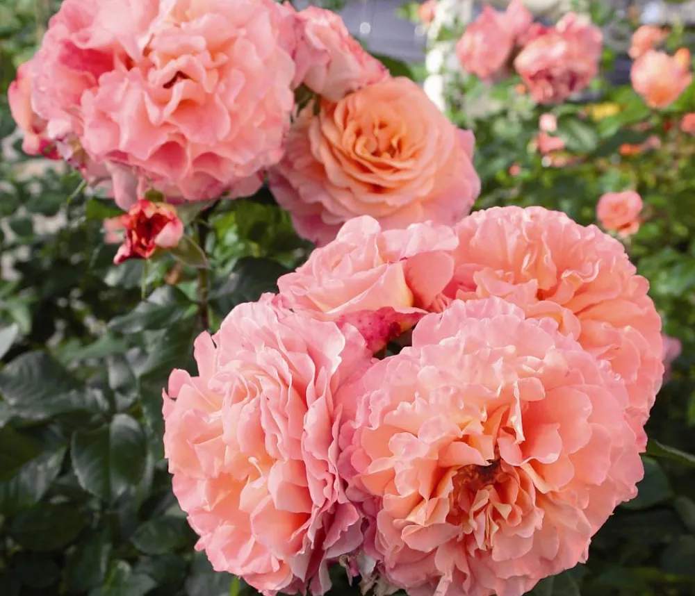 Dehner Edelrose 'Augusta Luise®' Apricot Best