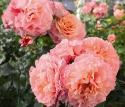 Dehner Rosen - Edelrose 'Augusta Luise®' Apricot