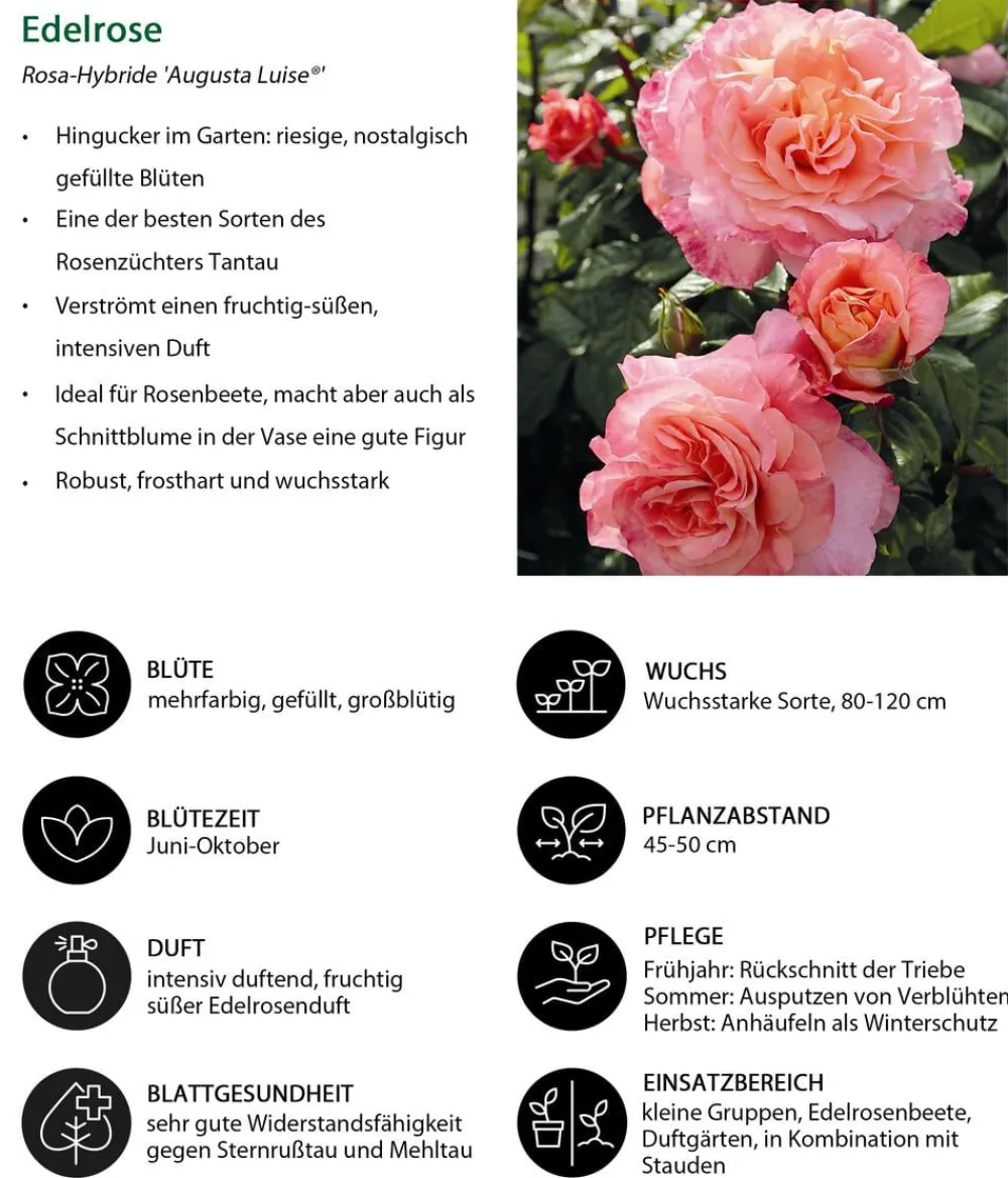 Dehner Rosen - Edelrose 'Augusta Luise®' Apricot