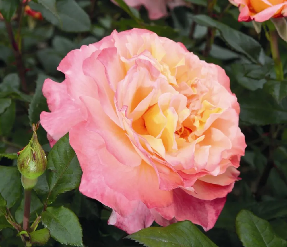 Dehner Rosen - Edelrose 'Augusta Luise®' Apricot