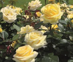 Dehner Edelrose 'Avec Amour®' Gelb Best