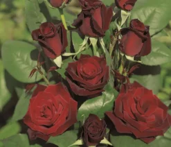 Dehner Rosen - Edelrose 'Barkarole®'
