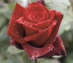 Dehner Rosen - Edelrose 'Barkarole®'