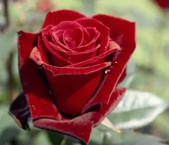 Dehner Rosen - Edelrose 'Barkarole®'