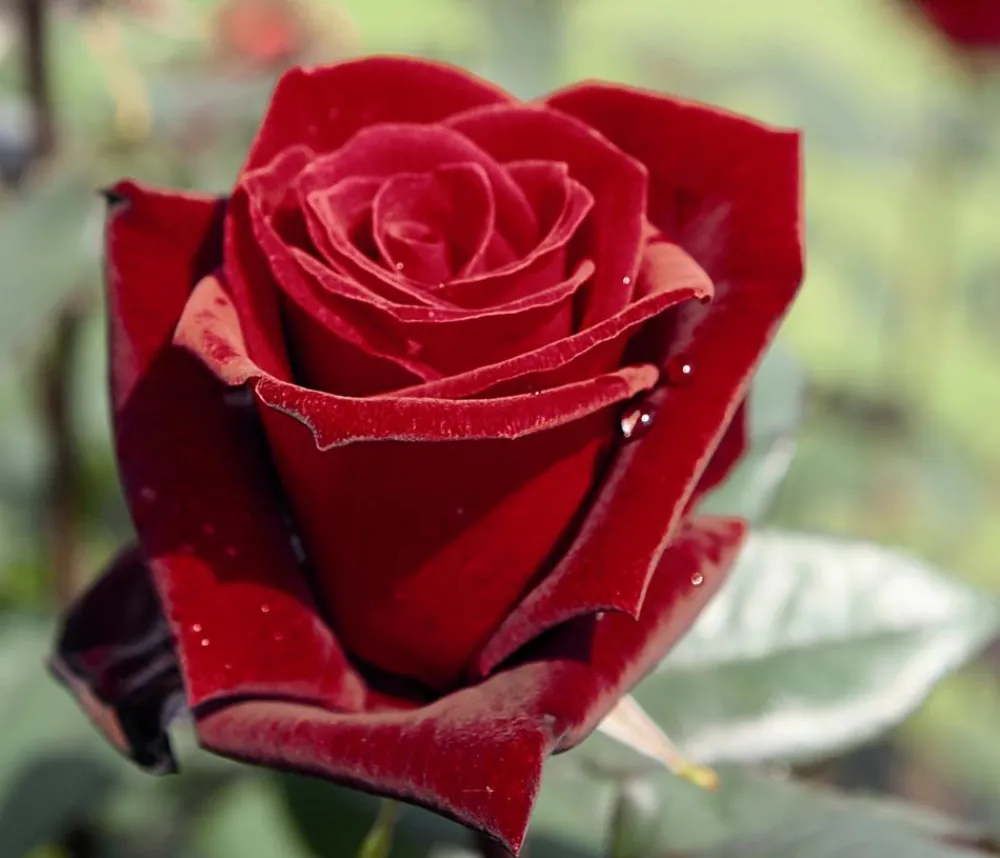 Dehner Rosen - Edelrose 'Barkarole®'