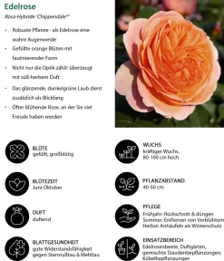 Dehner Edelrose 'Chippendale®' Sale