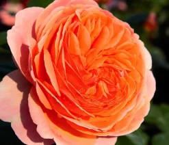 Dehner Edelrose 'Chippendale®' Sale