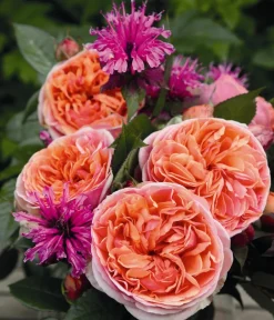 Dehner Edelrose 'Chippendale®' Sale