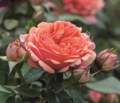 Dehner Rosen - Edelrose 'Chippendale®'