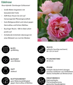 Dehner Rosen - Edelrose 'Dornburger Schlossrose'