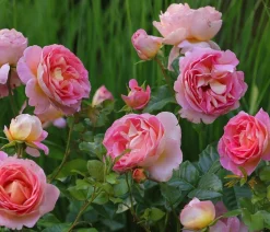 Dehner Rosen - Edelrose 'Dornburger Schlossrose'
