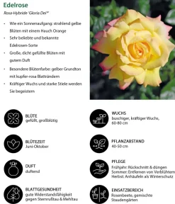 Dehner Edelrose 'Gloria Dei®' Outlet