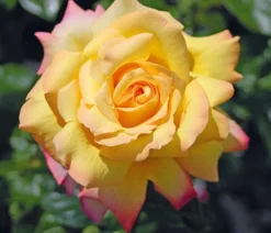Dehner Edelrose 'Gloria Dei®' Outlet