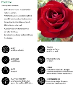 Dehner Edelrose 'Marlene®' Rot Sale