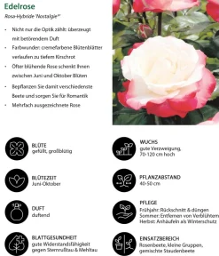 Dehner Rosen > Edelrose 'Nostalgie®'
