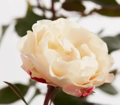 Dehner Edelrose 'Nostalgie®' Best