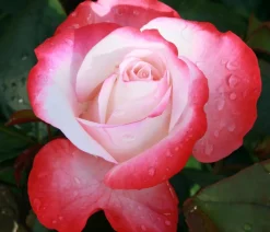 Dehner Edelrose 'Nostalgie®' Best