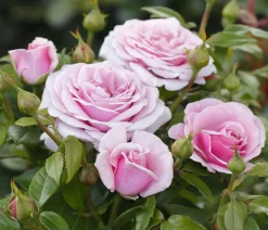 Dehner Rosen > Edelrose 'Pacific Blue®'