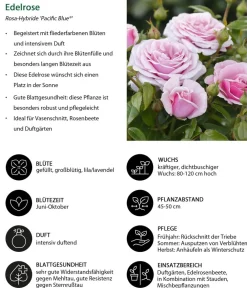 Dehner Rosen > Edelrose 'Pacific Blue®'