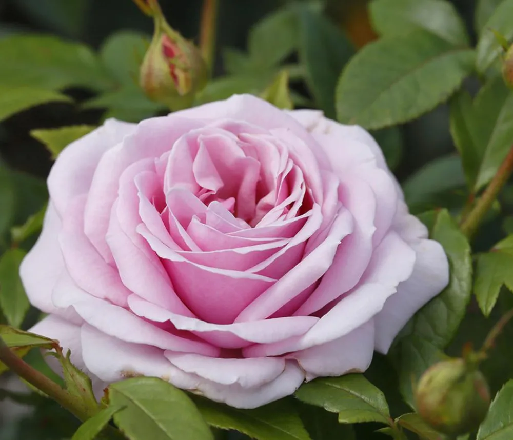 Dehner Rosen > Edelrose 'Pacific Blue®'