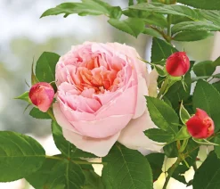 Dehner Rosen > Edelrose 'Schöne Maid®'