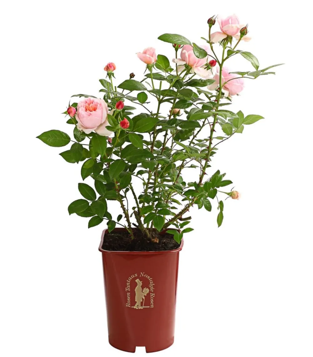 Dehner Edelrose 'Schöne Maid®' Outlet