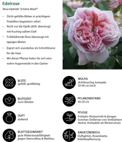 Dehner Rosen - Edelrose 'Schöne Maid®'