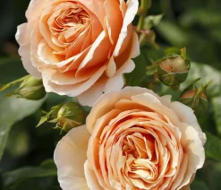 Dehner Edelrose 'Tropicana®' Apricot Clearance