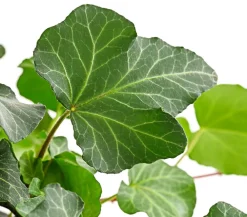 Dehner Hängepflanzen|Grünpflanzen > Efeu - Hedera helix, Ampel
