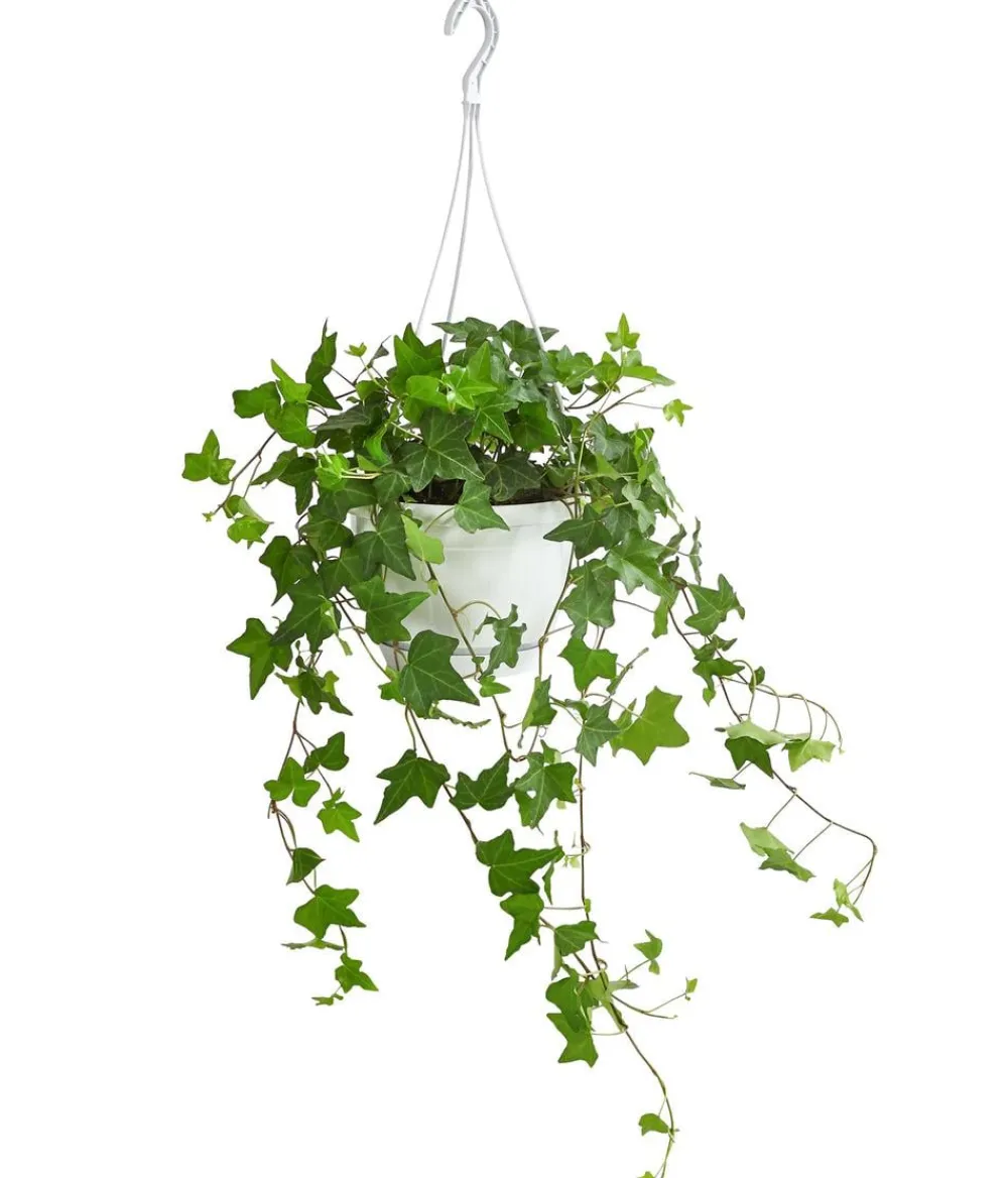 Dehner Efeu - Hedera helix, Ampel Discount