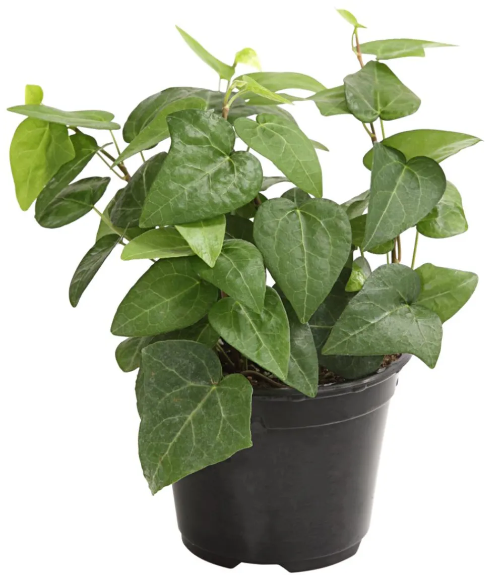 Dehner Grünpflanzen > Efeu - Hedera helix, grünlaubig