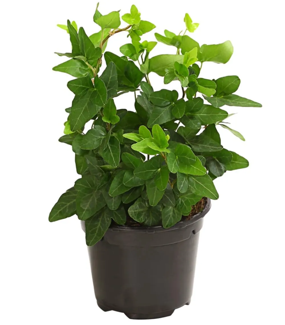 Dehner Grünpflanzen > Efeu - Hedera helix, grünlaubig