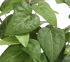 Dehner Grünpflanzen > Efeu - Hedera helix, grünlaubig