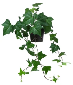 Dehner Hängepflanzen|Hydropflanzen > Efeu - Hedera helix, Hydrokultur