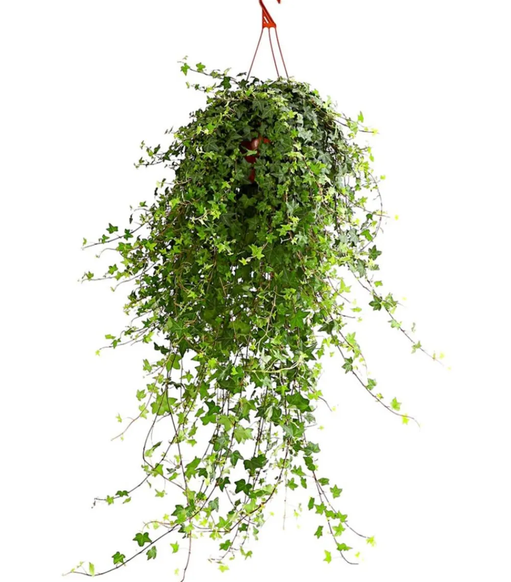 Dehner Hängepflanzen|Grünpflanzen - Efeu - Hedera helix 'Mein Herz', Ampel Grün