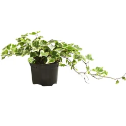 Dehner Grünpflanzen > Efeu - Hedera helix, verschiedene Sorten