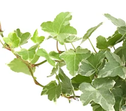 Dehner Grünpflanzen > Efeu - Hedera helix, verschiedene Sorten